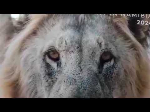 2024 Conservation and Environment in Namibia magazine ready to launch!