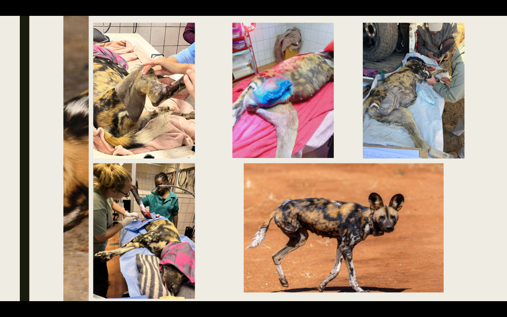 Injured African wild dog receiving treatment