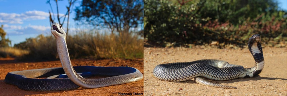 A mamba and a cobra