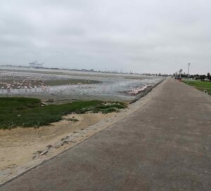 Flamingoes with docks in the background.