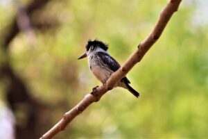 Small bird on branch.