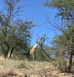 Giraffe under trees.