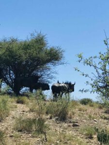 Wildebeest under trees.