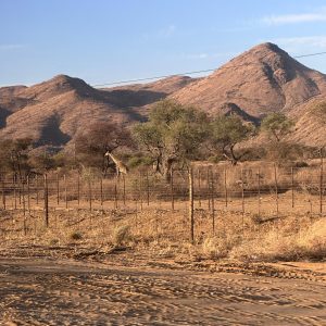 A giraffe next to a mountain in an enclosed area