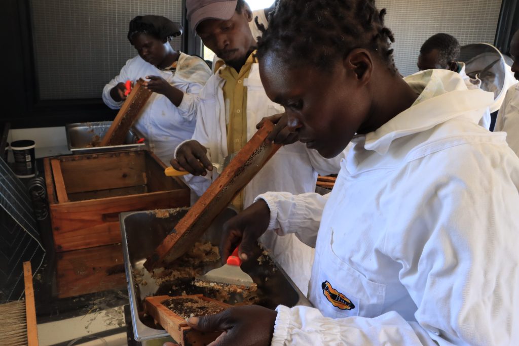 Beekepers harvesting honey