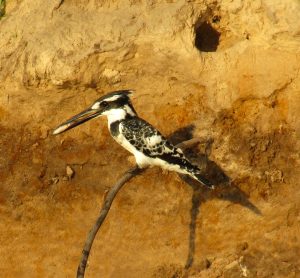 A pied Kingfisher with a fish in its mouth