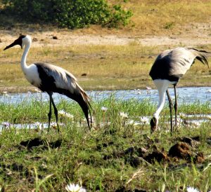 Two Wattled Cranes at a river
