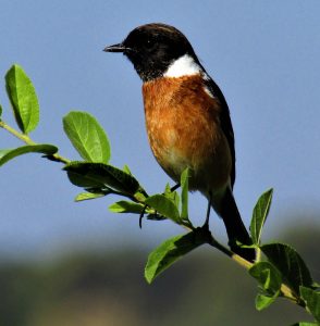An African Stonechat on a leafy branch