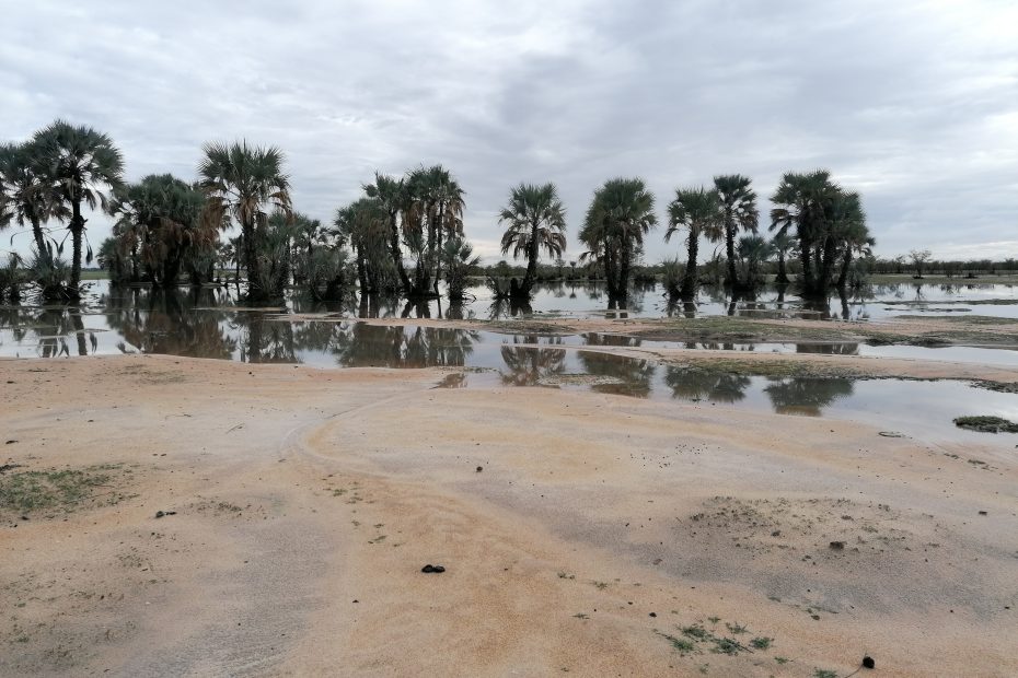 Line of plam trees submerged in rain water
