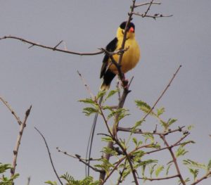A Shaft-tailed Whydah on a branch