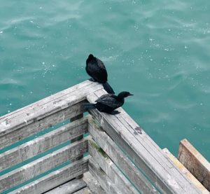 Two Cape Cormorants on a deck near water
