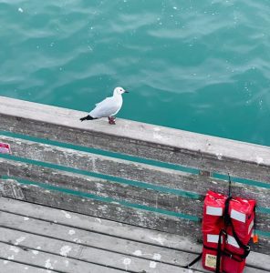 A Hartlaub's Gull on a deck near water