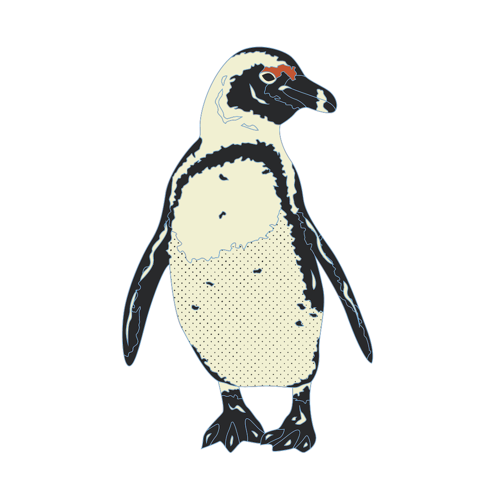 Sketch of an African penguin.