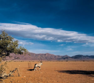 A gemsbok walking in a desert with mountains in the distance