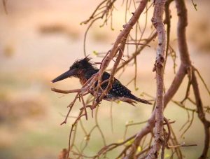 A giant kingfisher on a branch