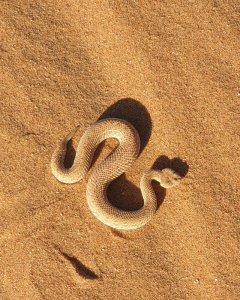 A desert sidewinding adder in the Namib Desert