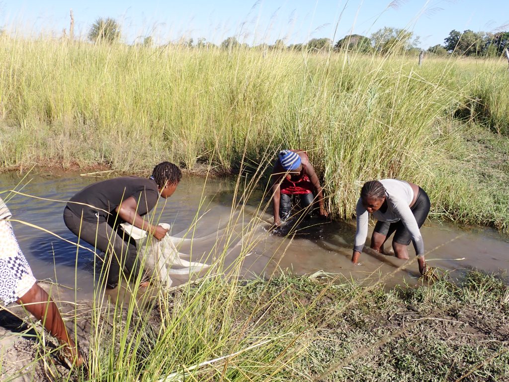 Women catching fish with a net
