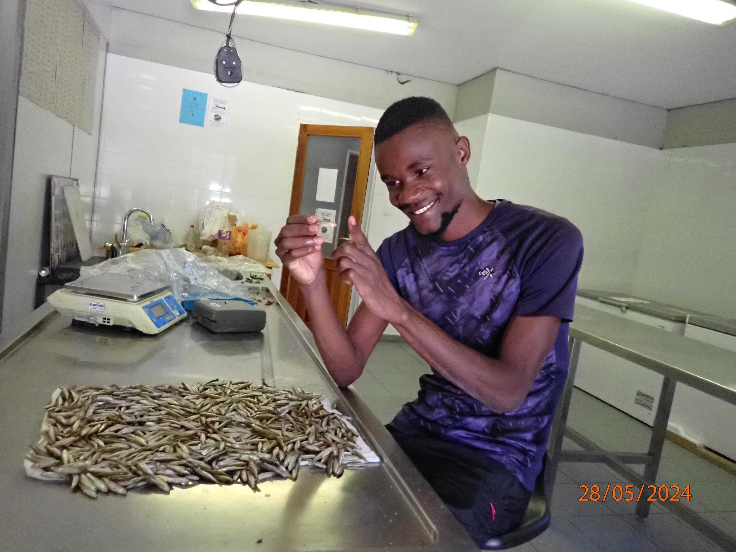 Man measuring small fish in a lab
