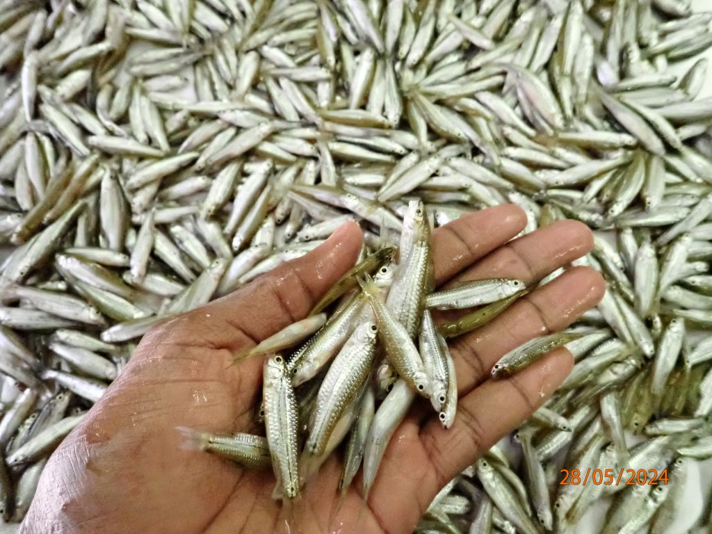 Small-sized fish held in a hand