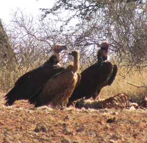 Two Lappet-faced vultures and one White-backed vulture on a carcass