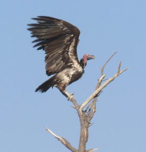 A lappet-faced vulture with open wings on top of a dead tree branch