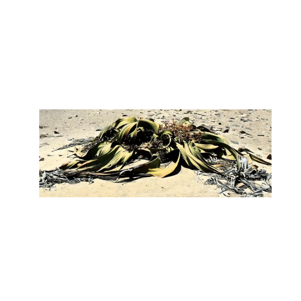 Sketch of welwitschia plant.