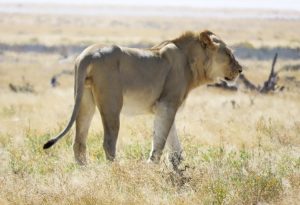 A lion in the wild