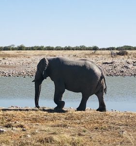 An elephant at a waterhole