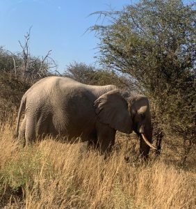An elephant standing in a bushy area