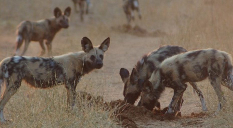 An African wild dog pack feeding