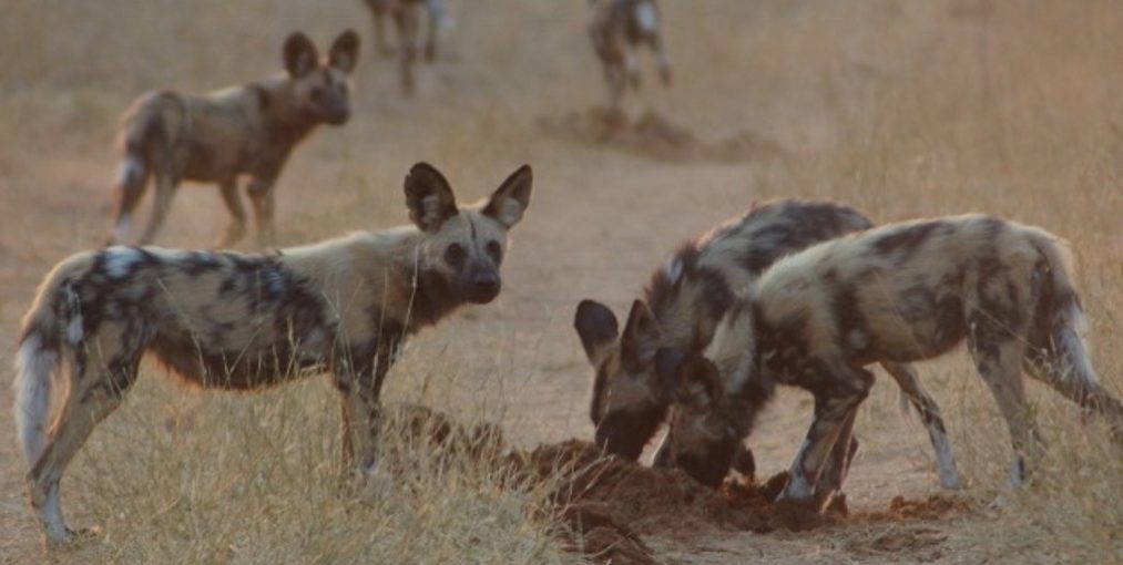 An African wild dog pack feeding